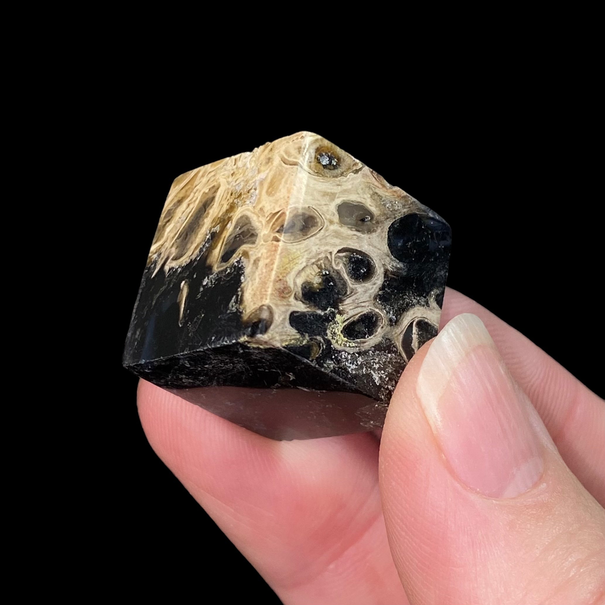 Fossilized Palm Root Cube -  2 cm