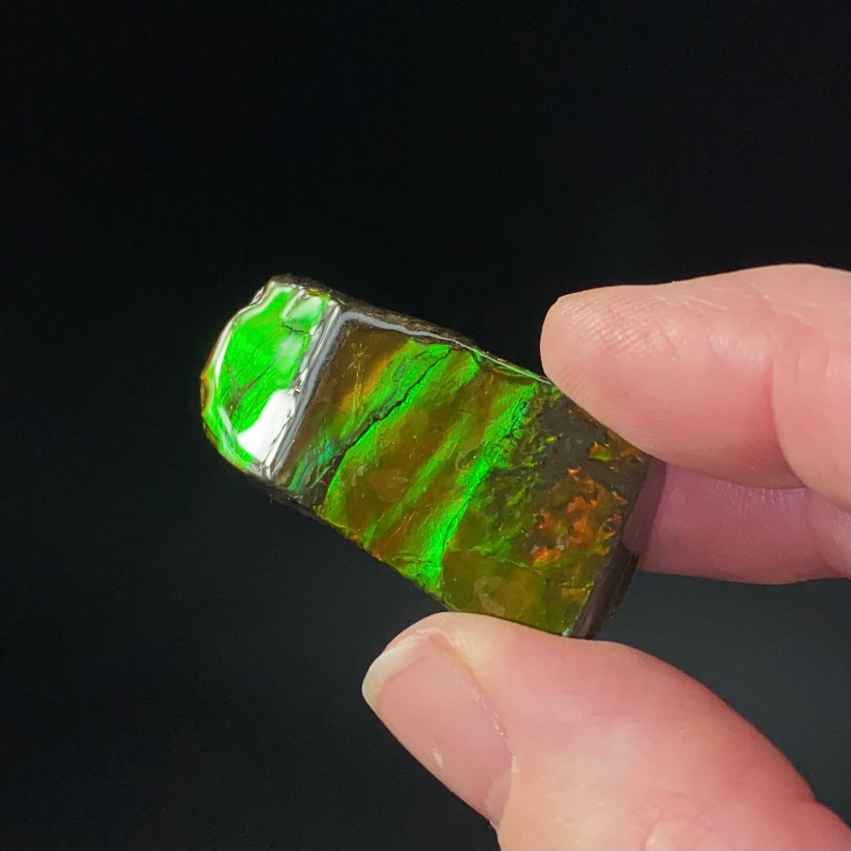 Canadian Korite Ammolite Hand Specimen in Display Box