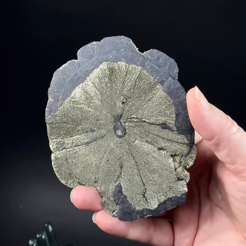 Pyrite Sun Dollar Specimen 350 Million Years Old, Sparta, Illinois