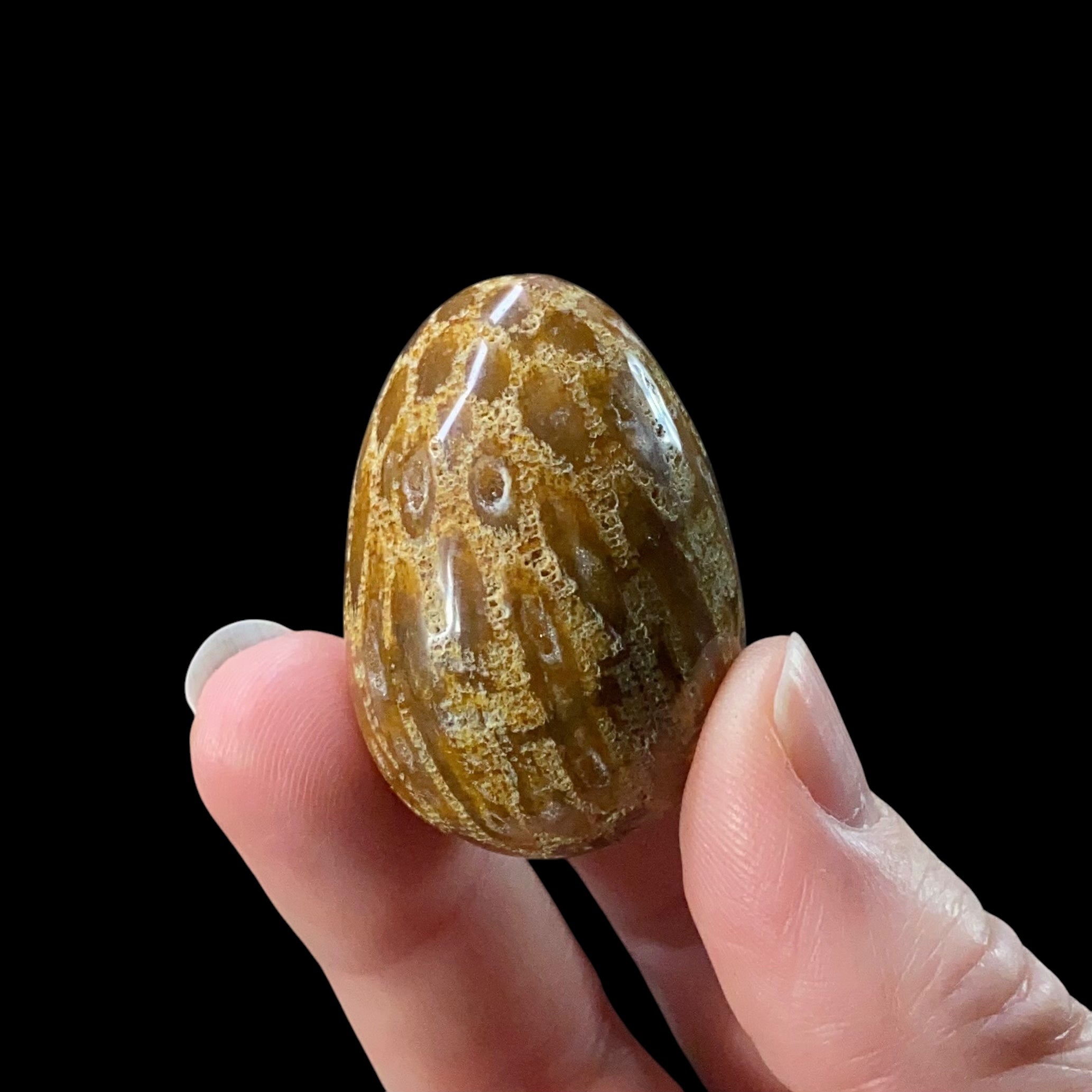 ONE (1) Fossilized Coral Polished Tumbled Egg