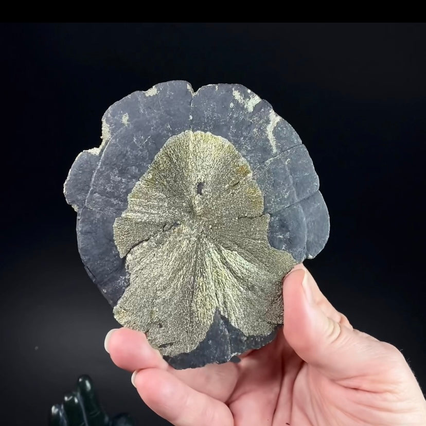 Pyrite Sun Dollar Specimen 350 Million Years Old, Sparta, Illinois