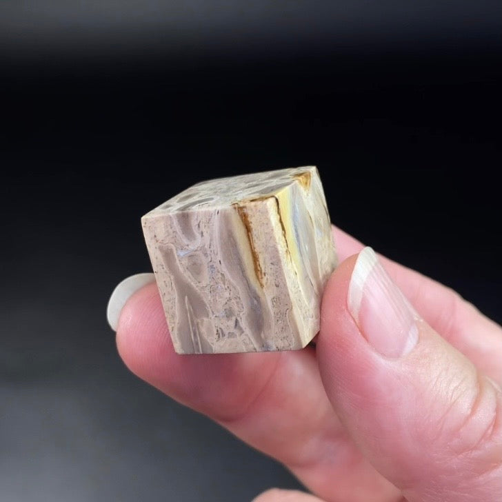 Fossilized Palm Root Polished Cube