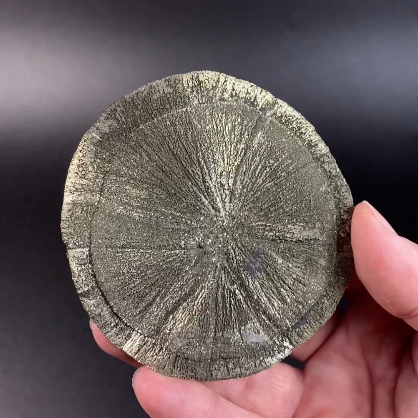 Pyrite Sun Dollar Specimen 350 Million Years Old, Sparta, Illinois