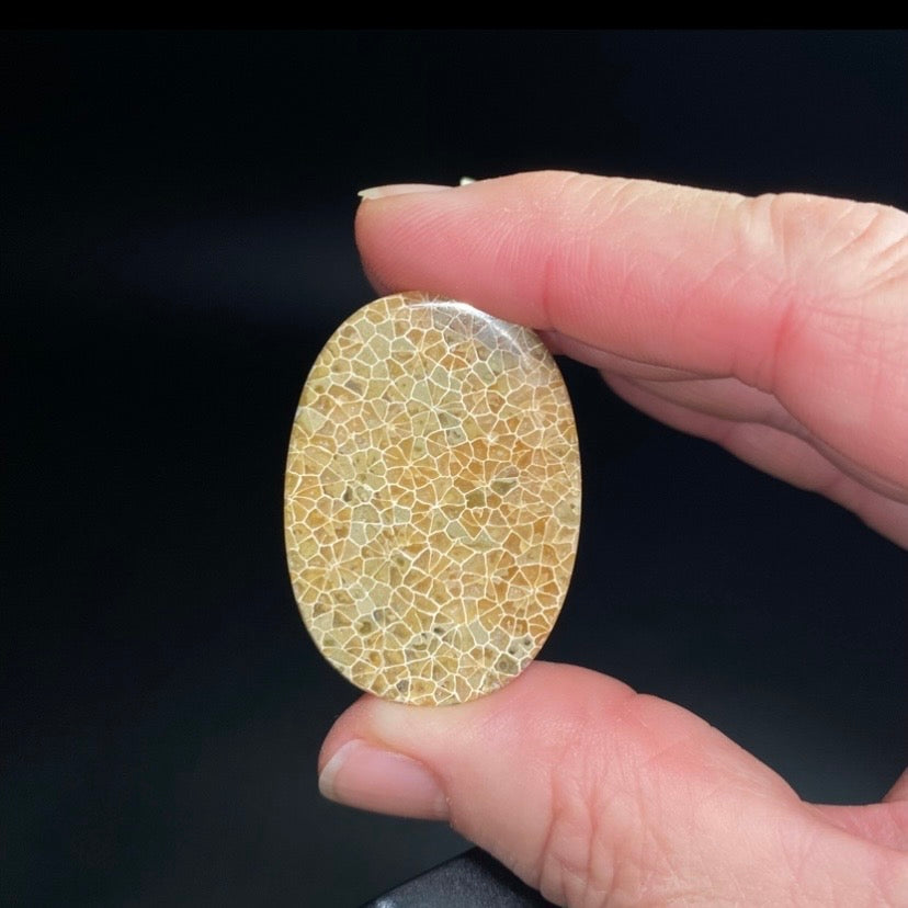 Oval Shaped Fossilized Coral Cabochon - Jewelry Making - Pocket Stone