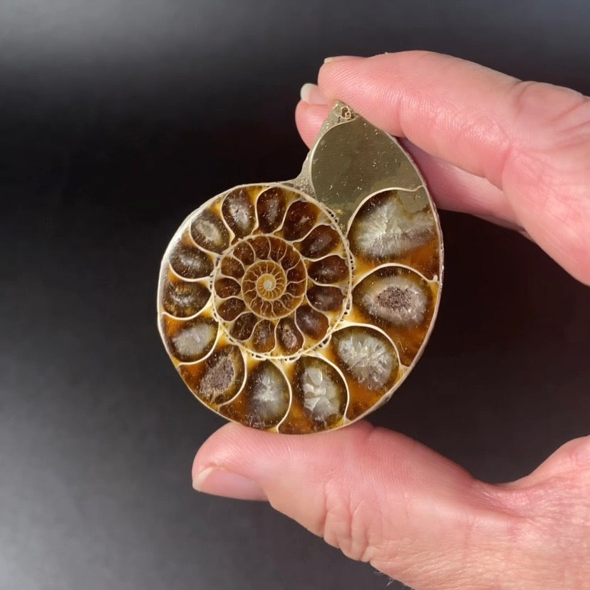 Polished Ammonite Pair from Madagascar with Iridescent Shell
