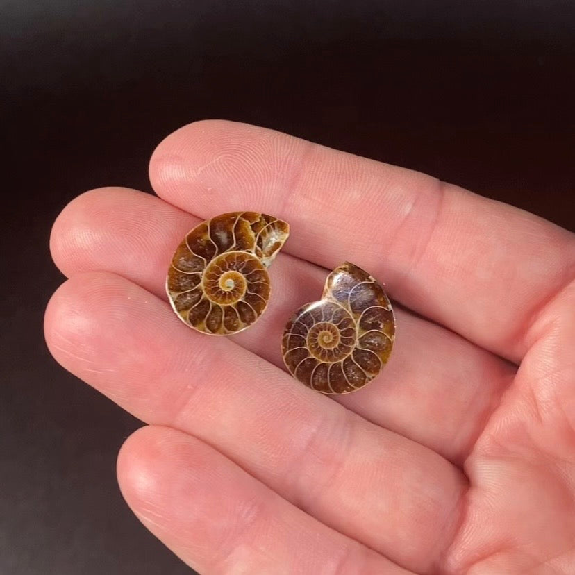 Cut & Polished Ammonite Pair from Madagascar - Small Size for Jewelry