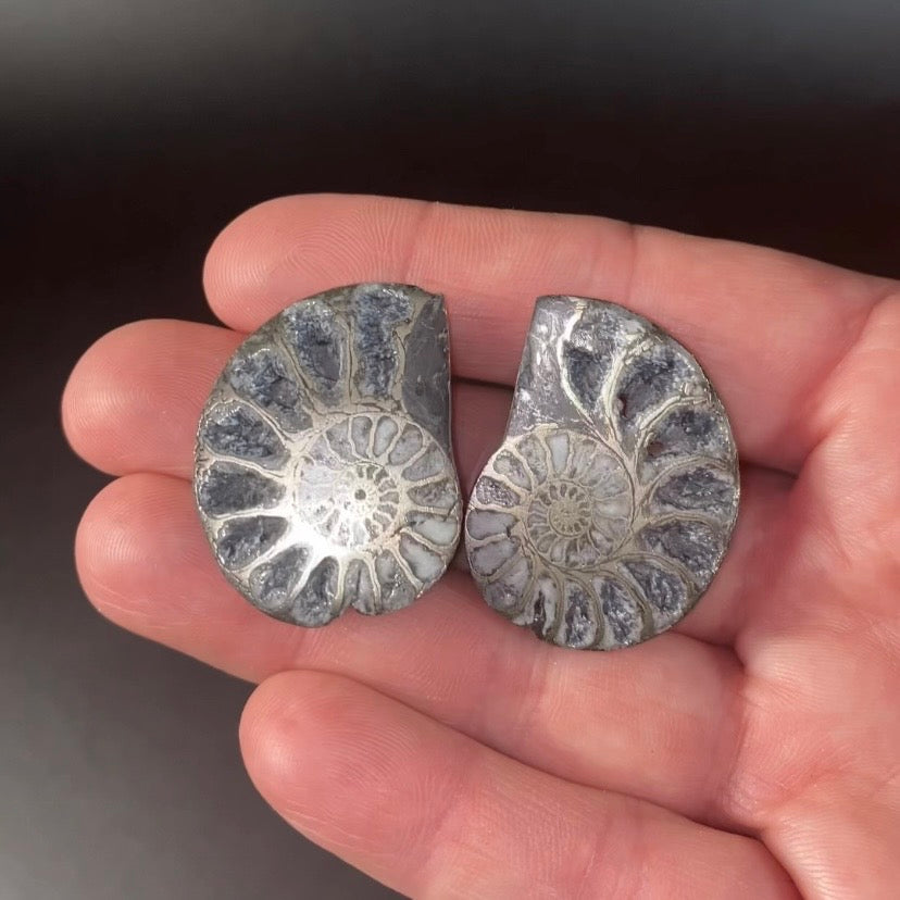 Polished Pyritized Ammonite Pair from Morocco