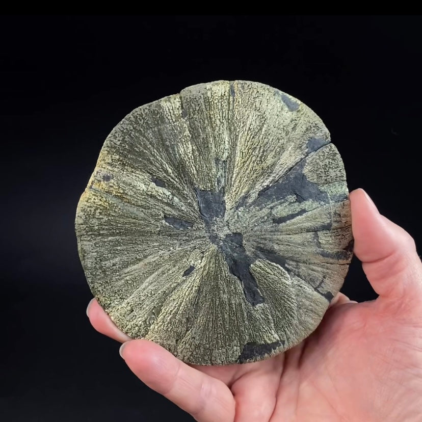 Pyrite Sun Dollar Specimen 350 Million Years Old, Sparta, Illinois