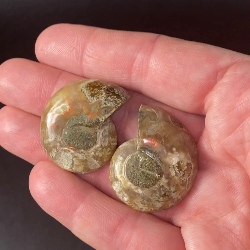 Cut & Polished Ammonite Pair from Madagascar - Light Colors