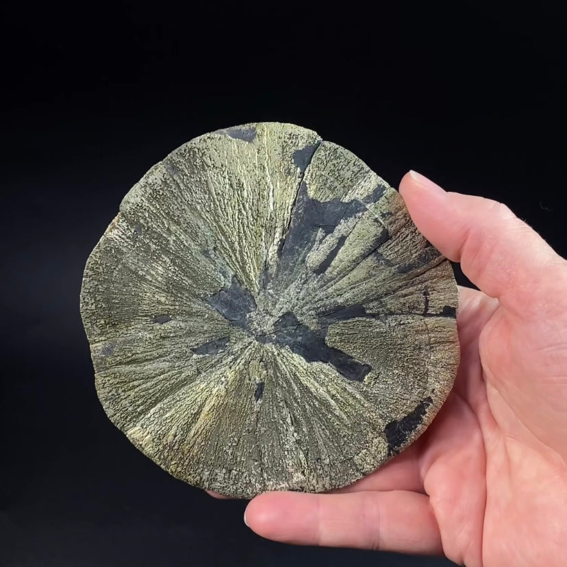 Pyrite Sun Dollar Specimen 350 Million Years Old, Sparta, Illinois