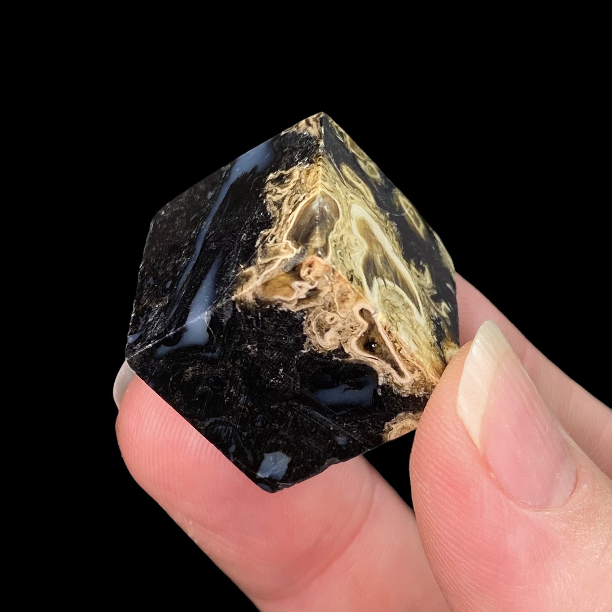 Fossilized Palm Root Polished Cube