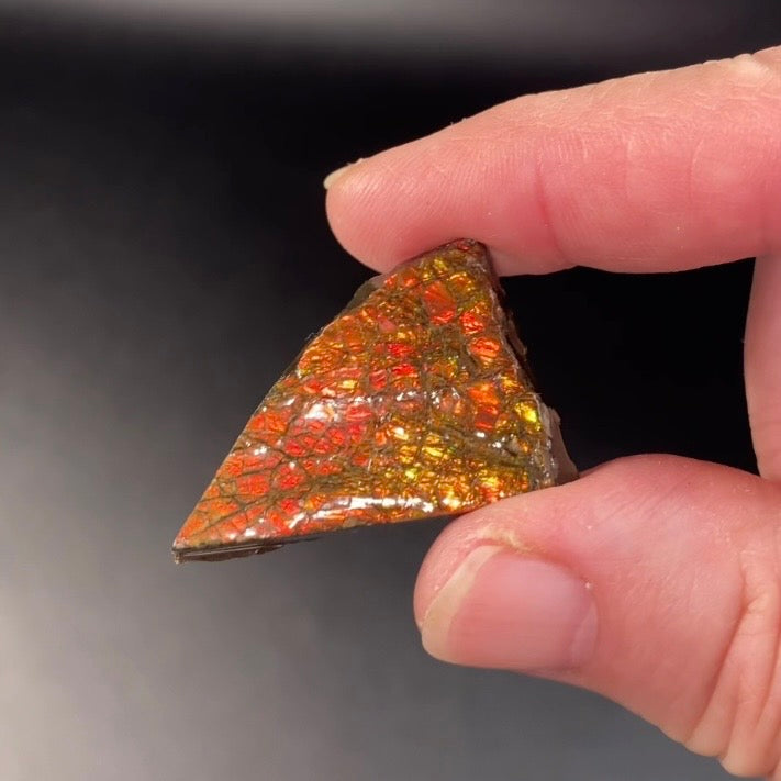 Orange Canadian Korite Ammolite Hand Specimen
