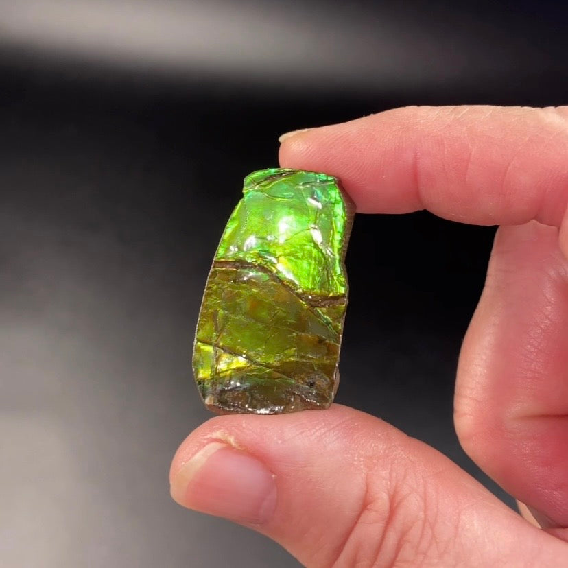 Green Canadian Korite Ammolite Hand Specimen