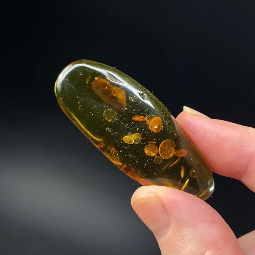 Polished Colombian Amber with Insect Inclusion from Cimitarra, Fluorescent