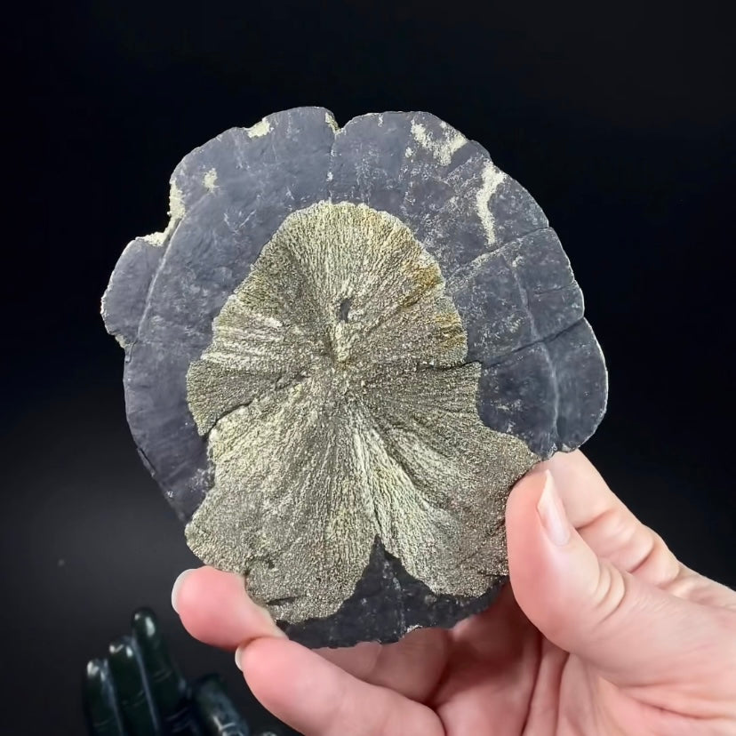 Pyrite Sun Dollar Specimen 350 Million Years Old, Sparta, Illinois