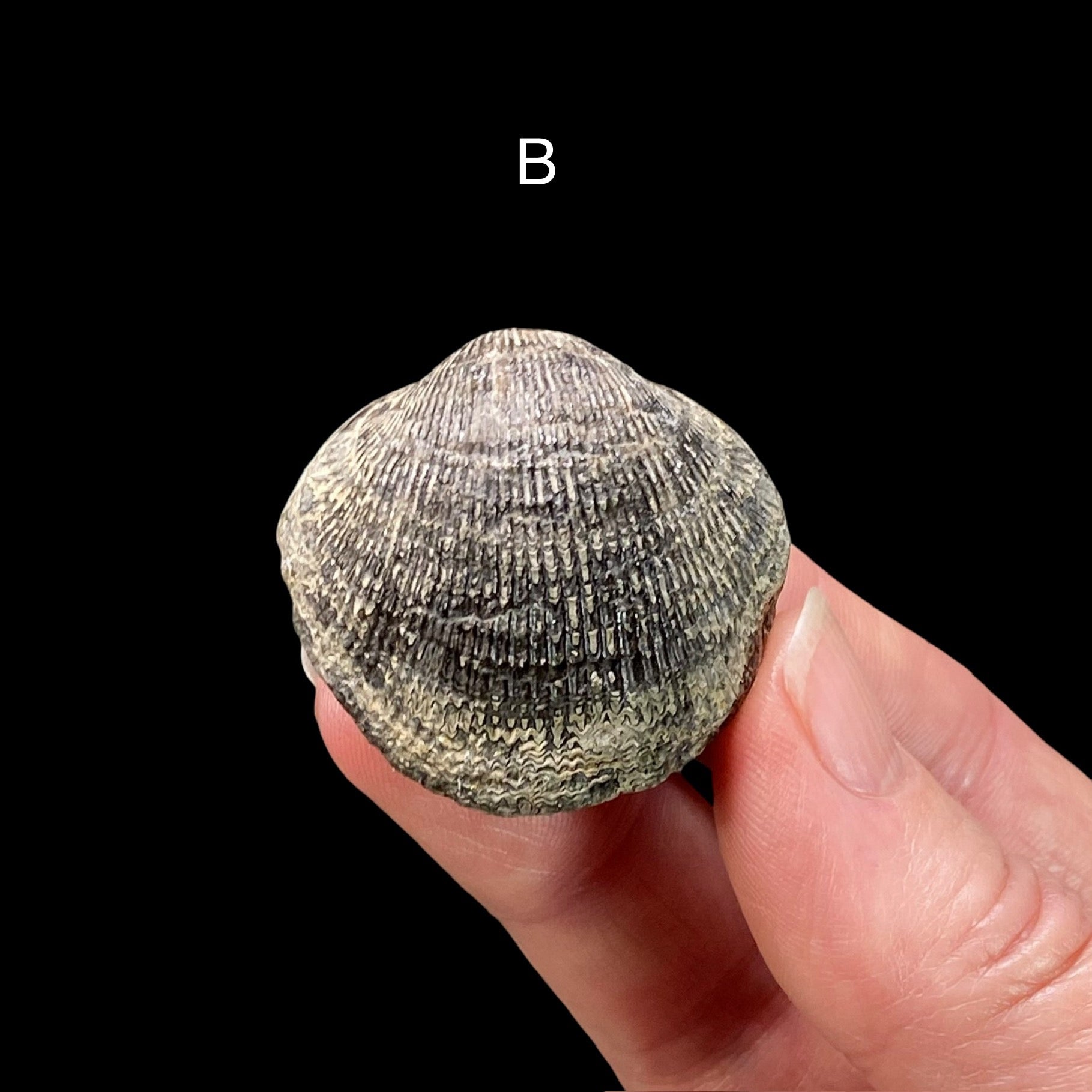 Mid Devonian Brachiopod Spinatrypa Spinosa Specimen, Erie County, New York