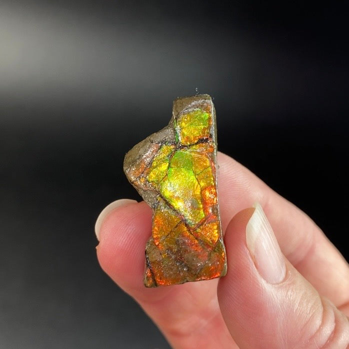 Orange and Green Canadian Korite Ammolite Hand Specimen