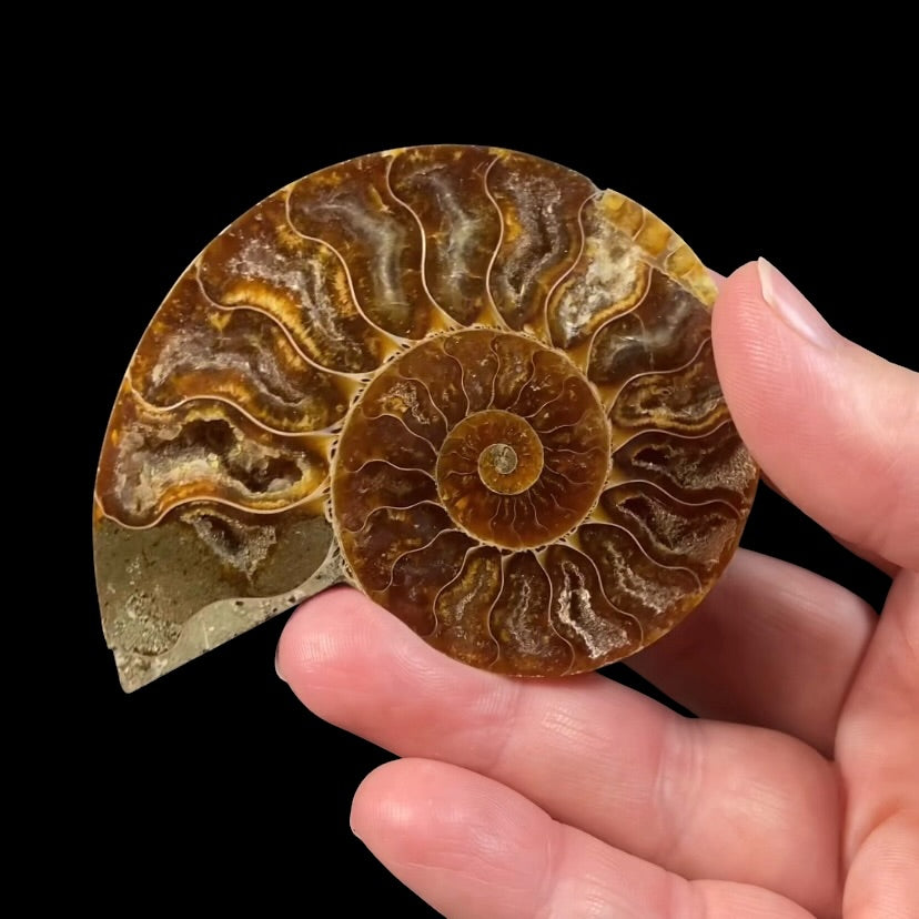 Polished Ammonite Pair from Madagascar with Iridescent Shell