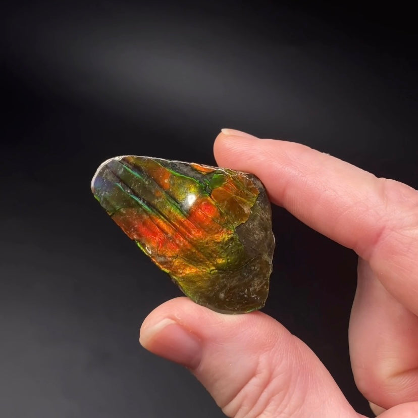 Canadian Korite Ammolite Hand Specimen