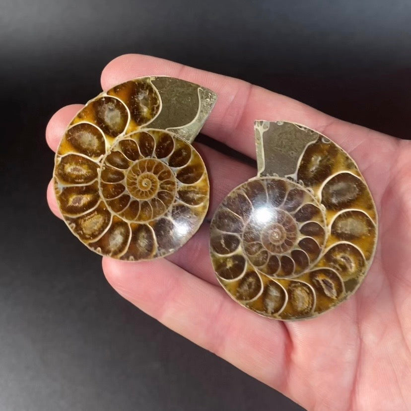 Polished Ammonite Pair from Madagascar with Iridescent Shell