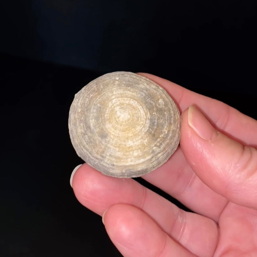 Moroccan Cyclolite Fossil Disc Coral – Cretaceous Period