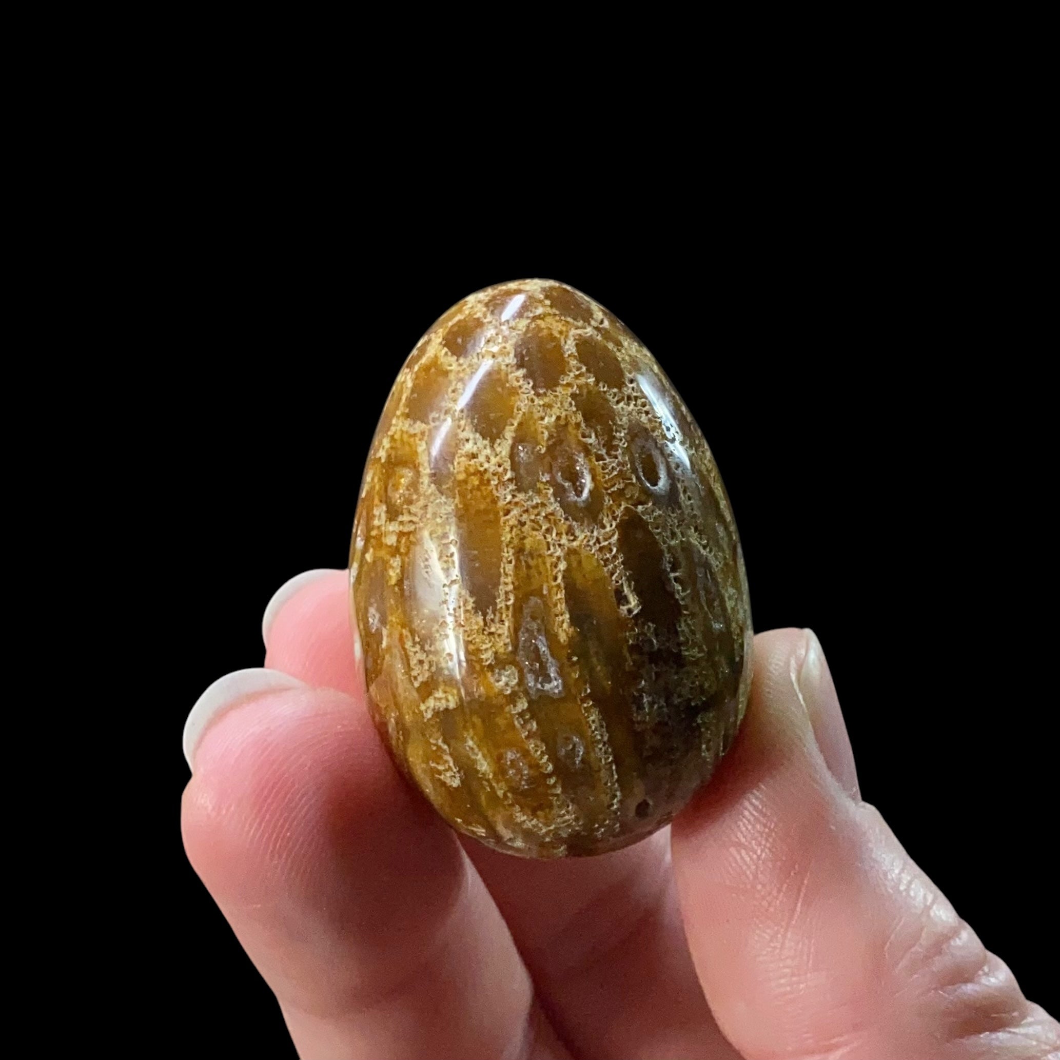 ONE (1) Fossilized Coral Polished Tumbled Egg