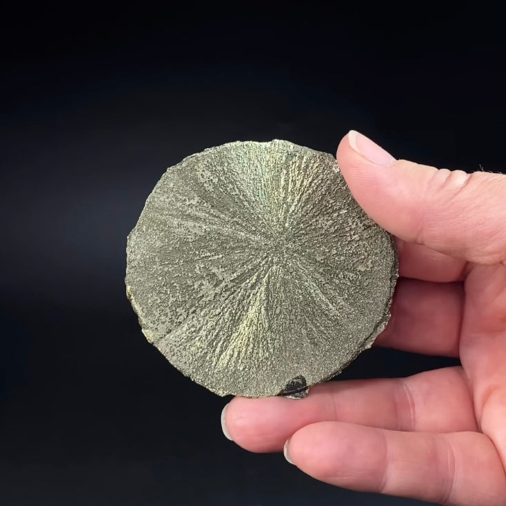 Pyrite Sun Dollar Specimen 350 Million Years Old, Sparta, Illinois