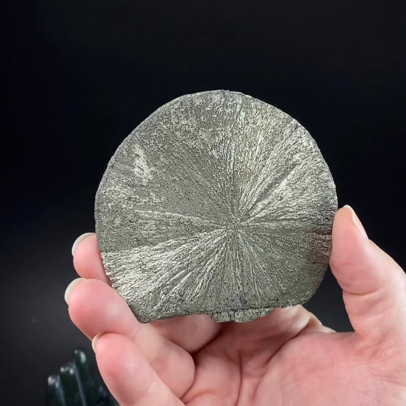 Pyrite Sun Dollar Specimen 350 Million Years Old, Sparta, Illinois