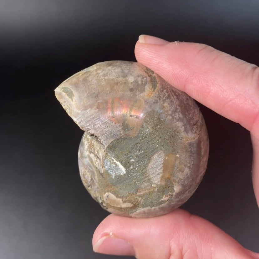 Polished Ammonite Pair from Madagascar with Iridescent Shell