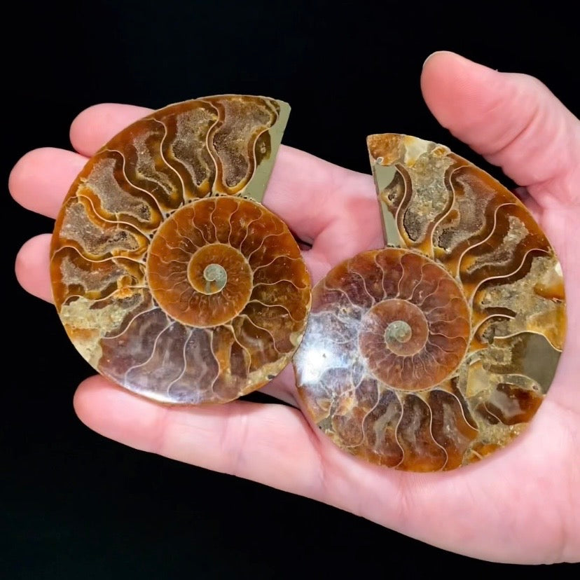 Polished Ammonite Pair from Madagascar with Iridescent Shell
