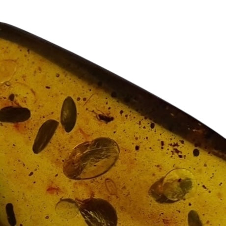 Polished Colombian Amber with Insect Inclusion from Cimitarra, Fluorescent