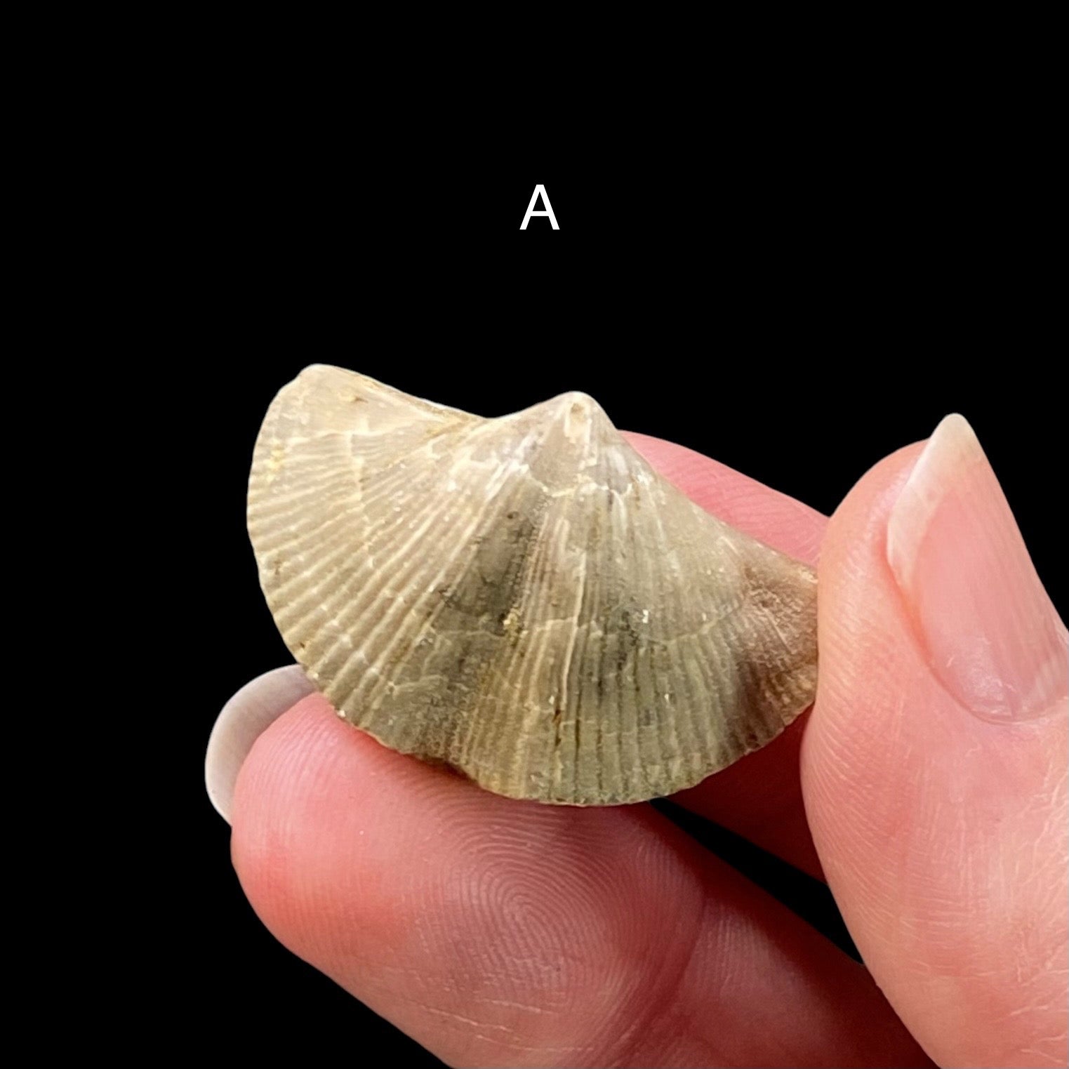 Upper Devonian Brachiopod Cyrtospirifer Whitneyi Specimen, Rockford, Iowa