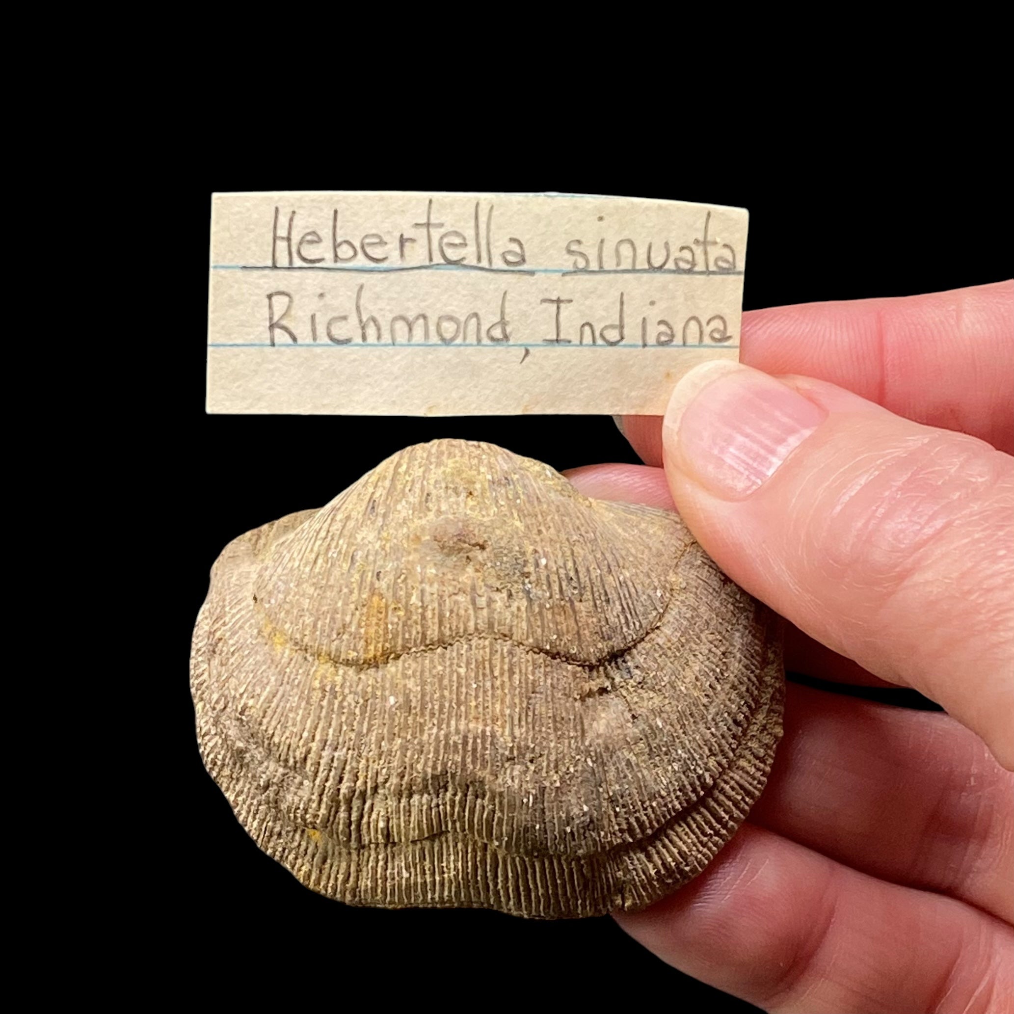 Upper Ordovician Hevertella sinuata Brachiopod Specimen, Richmond, Indiana