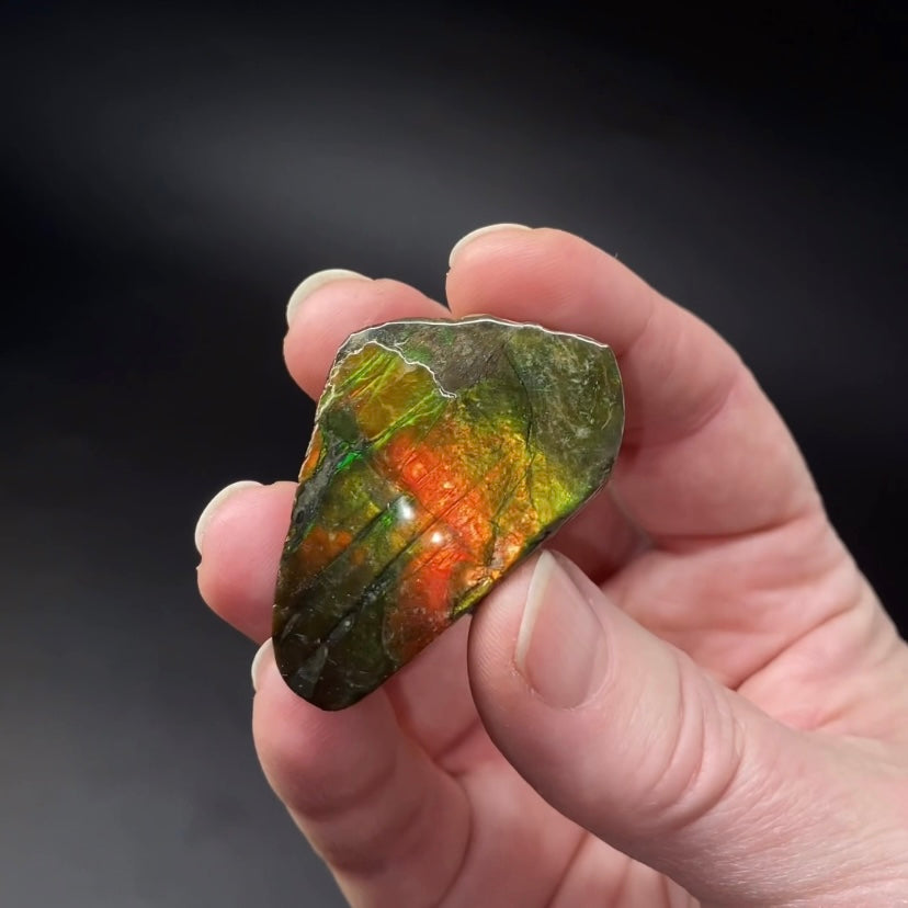 Canadian Korite Ammolite Hand Specimen