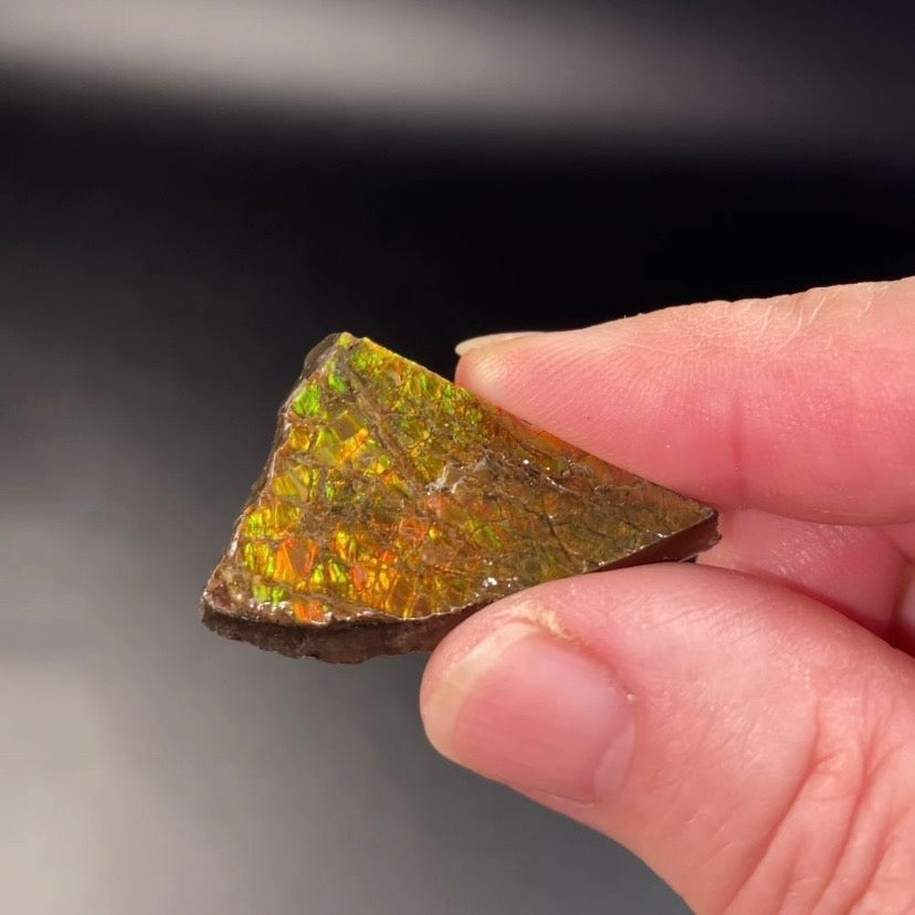 Orange Canadian Korite Ammolite Hand Specimen
