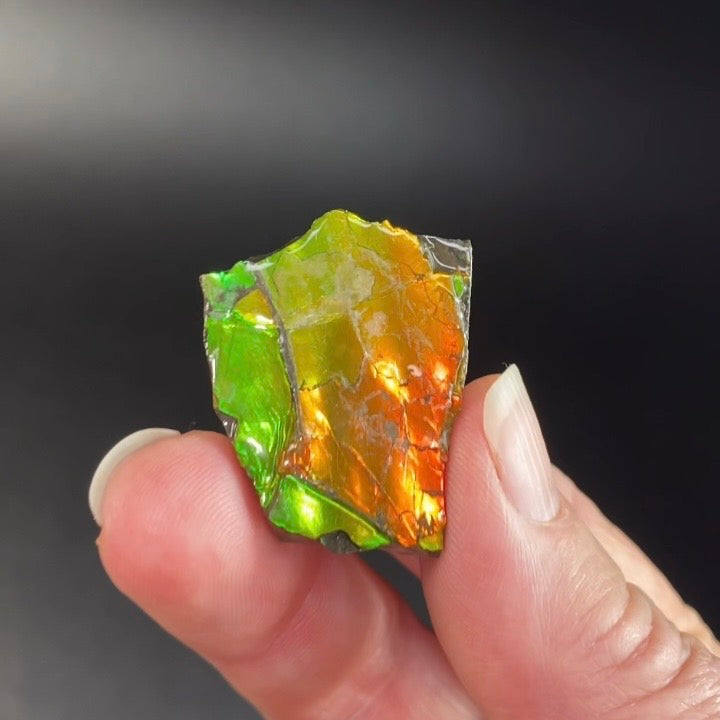 Canadian Korite Ammolite Hand Specimen