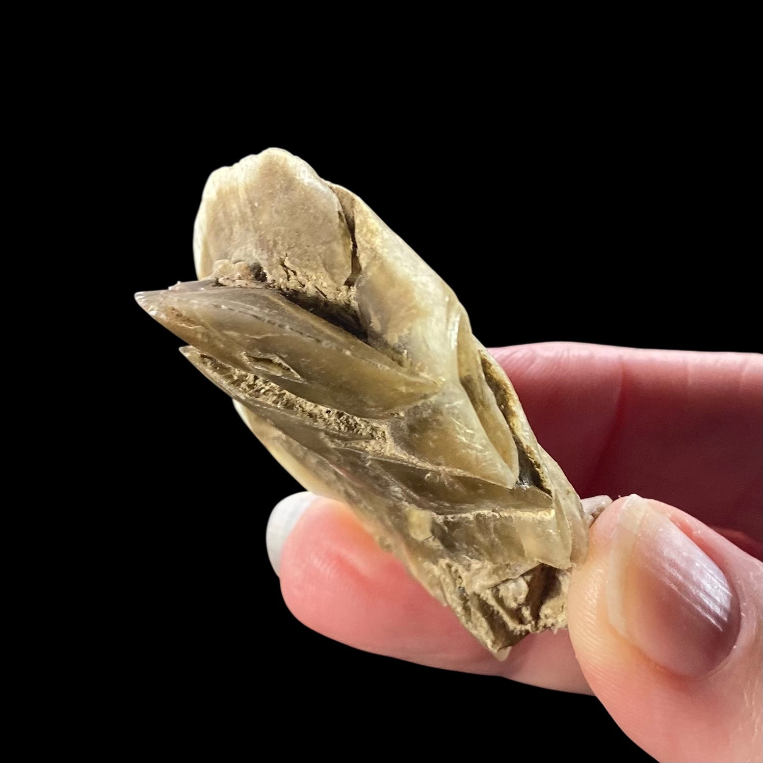 Gypsum var. Selenite Desert Rose Sand Crystal Dollar, Fluorescent & Phosphorescent
