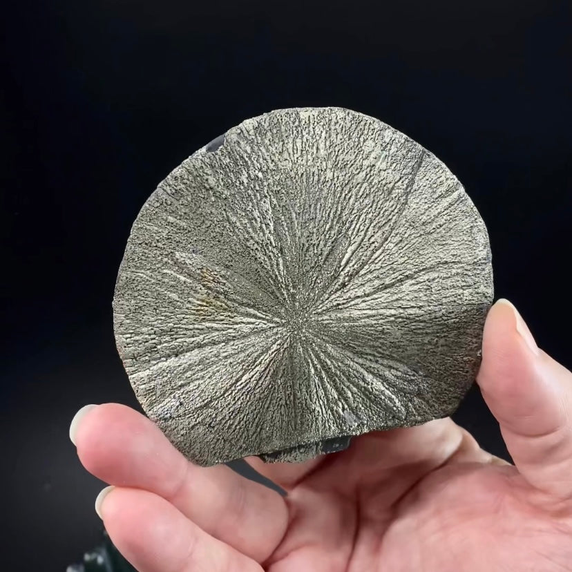 Pyrite Sun Dollar Specimen 350 Million Years Old, Sparta, Illinois