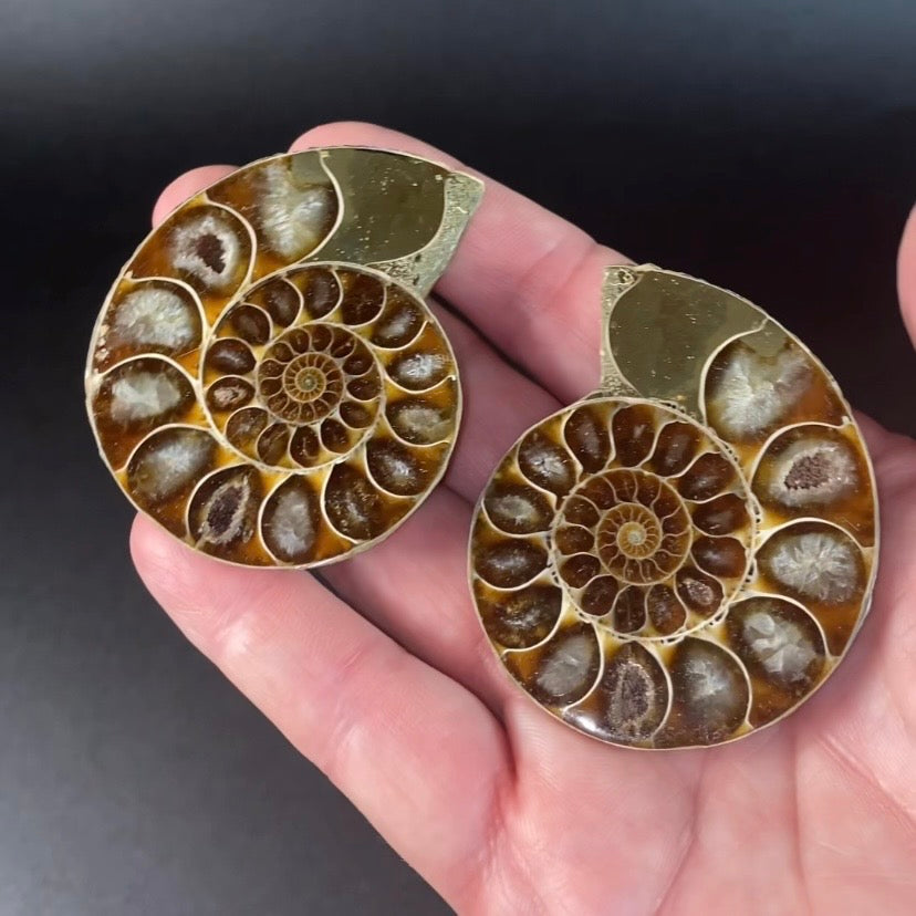 Polished Ammonite Pair from Madagascar with Iridescent Shell