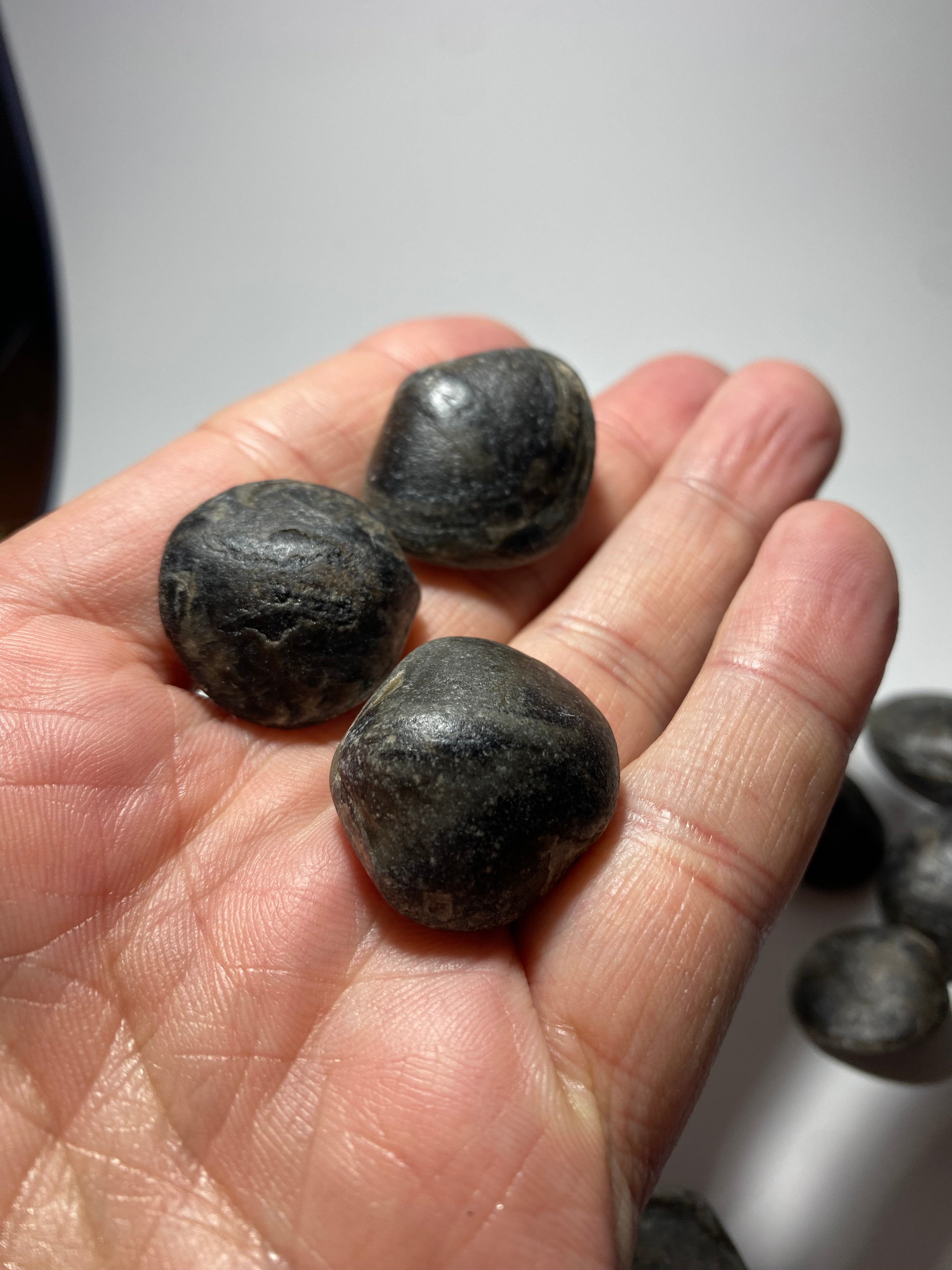 Middle Devonian Brachiopod Athyris Spiriferiodes, Erie County, New York, Lot of THREE