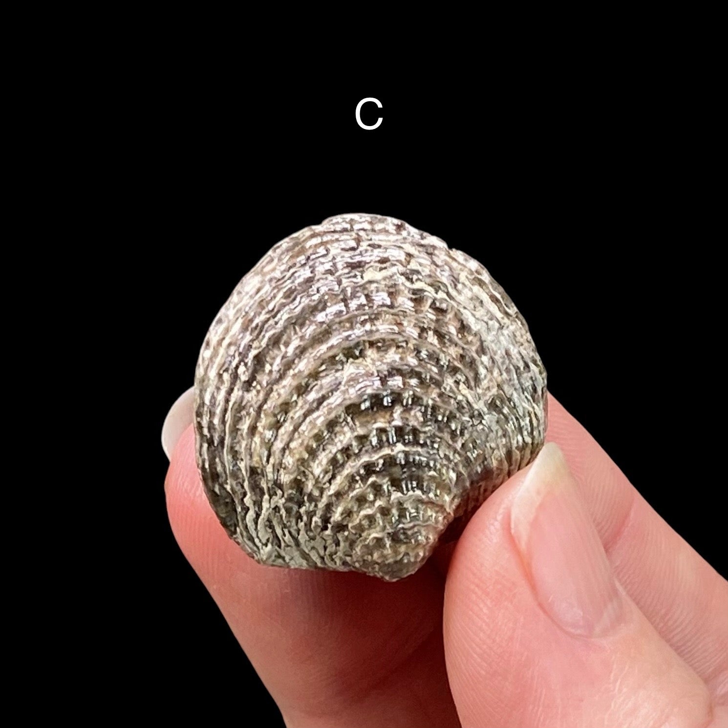 Mid Devonian Brachiopod Spinatrypa Spinosa Specimen, Erie County, New York