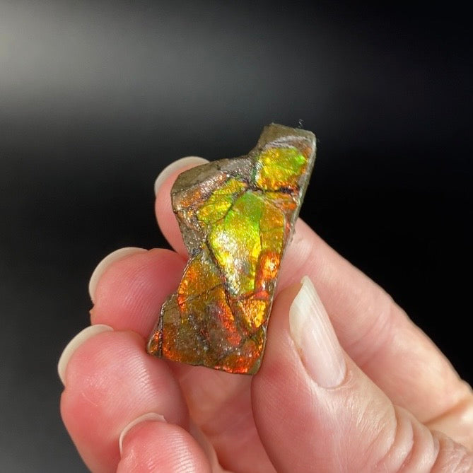 Orange and Green Canadian Korite Ammolite Hand Specimen