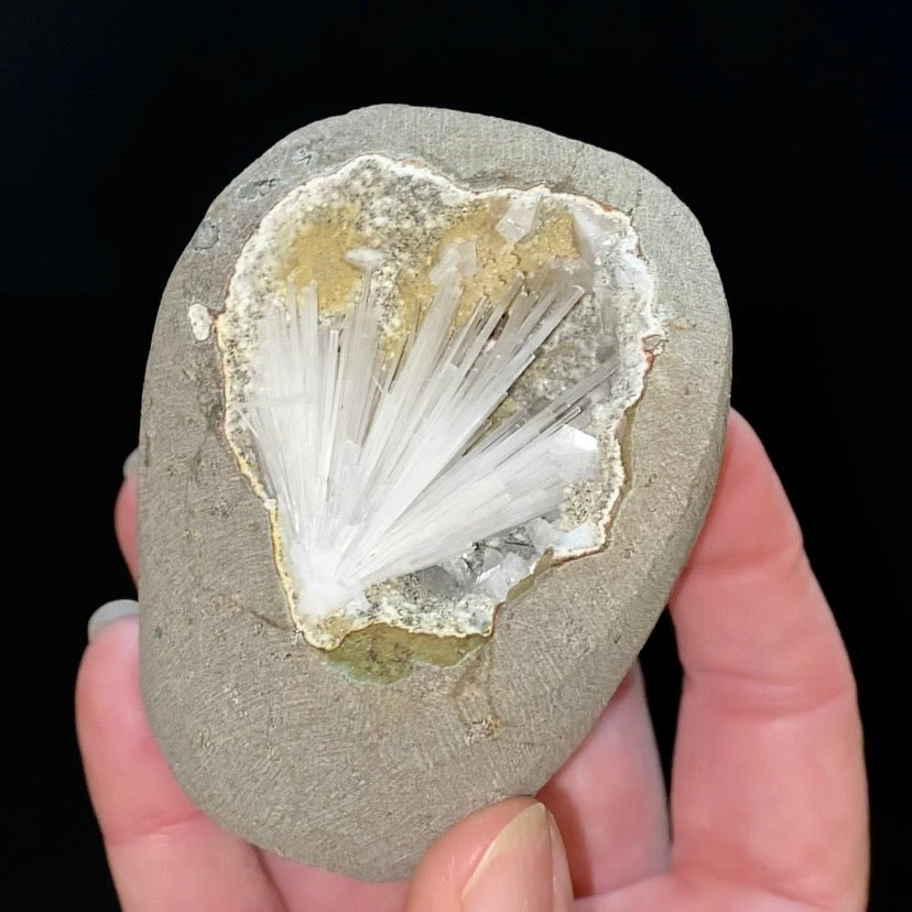 Radiating Scolecite Crystals with Clear Heulandite in Trimmed Basalt Pocket