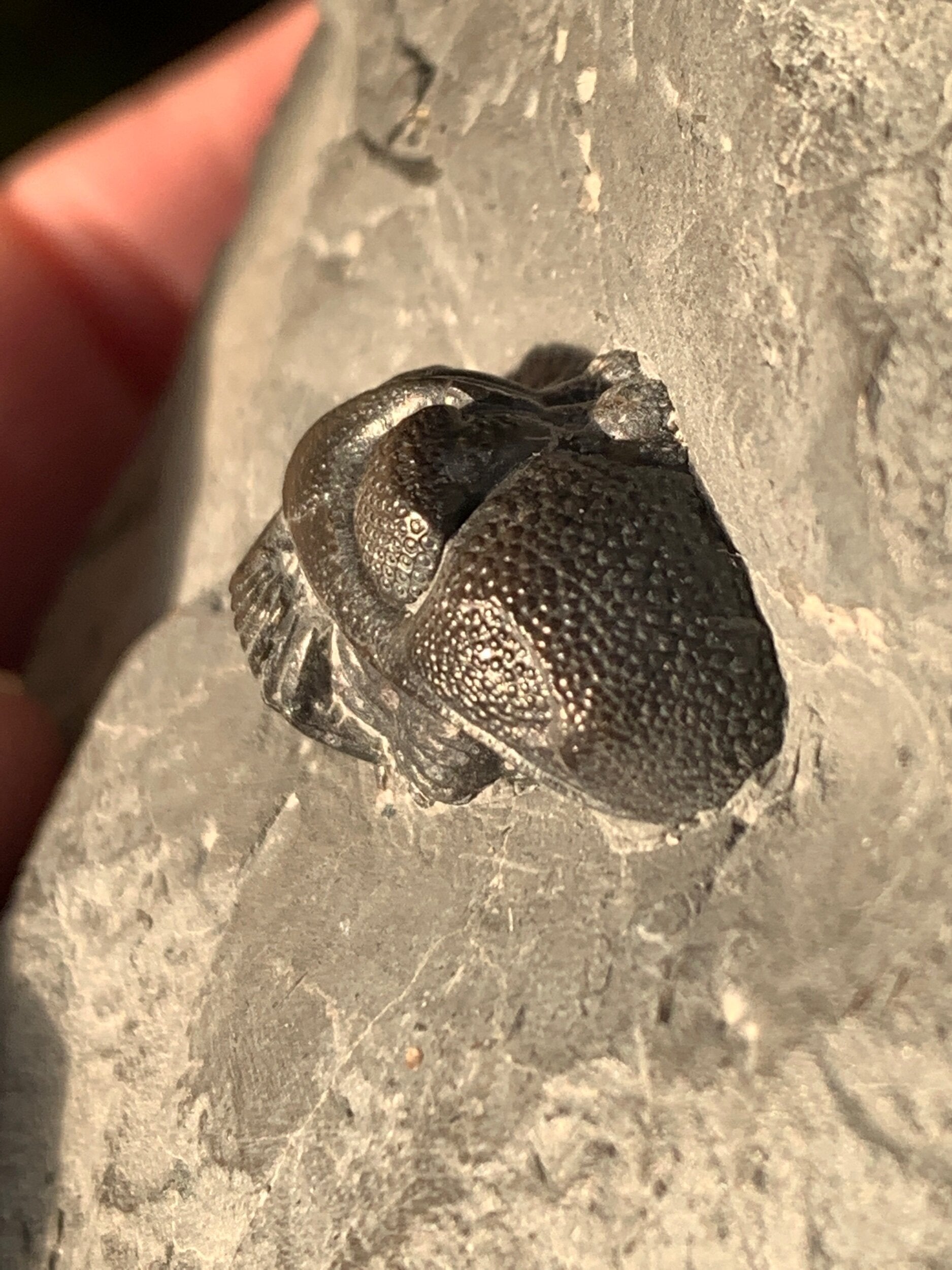 Trilobite (Eldredgeops) Former Phacops from the Windom Shale Erie Co. NY