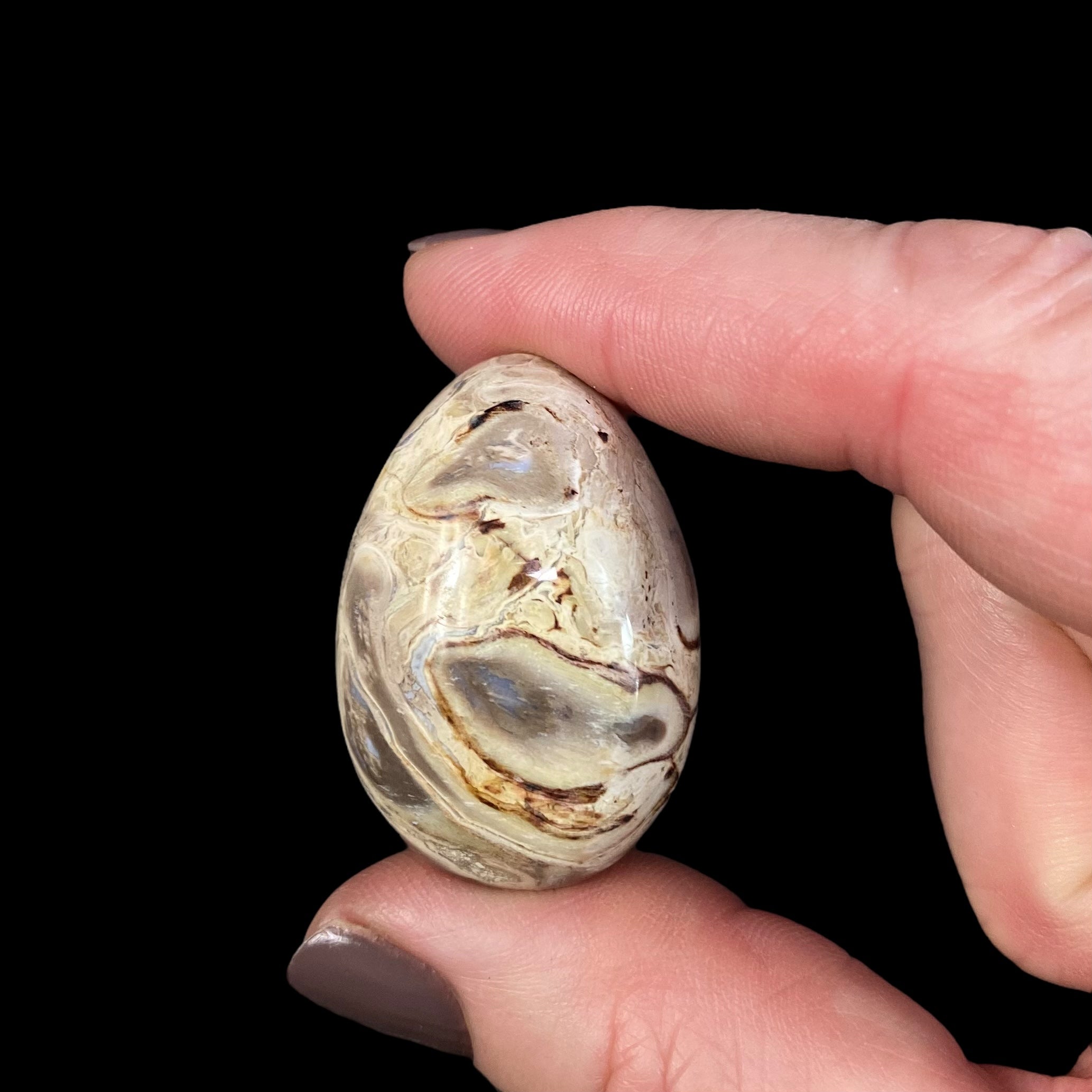 ONE Fossilized Palm Root Tumble Stone