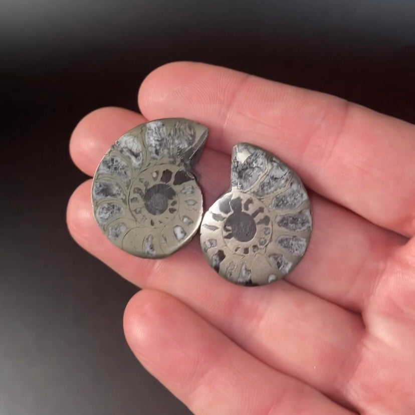 Polished Pyritized Ammonite Pair from Morocco