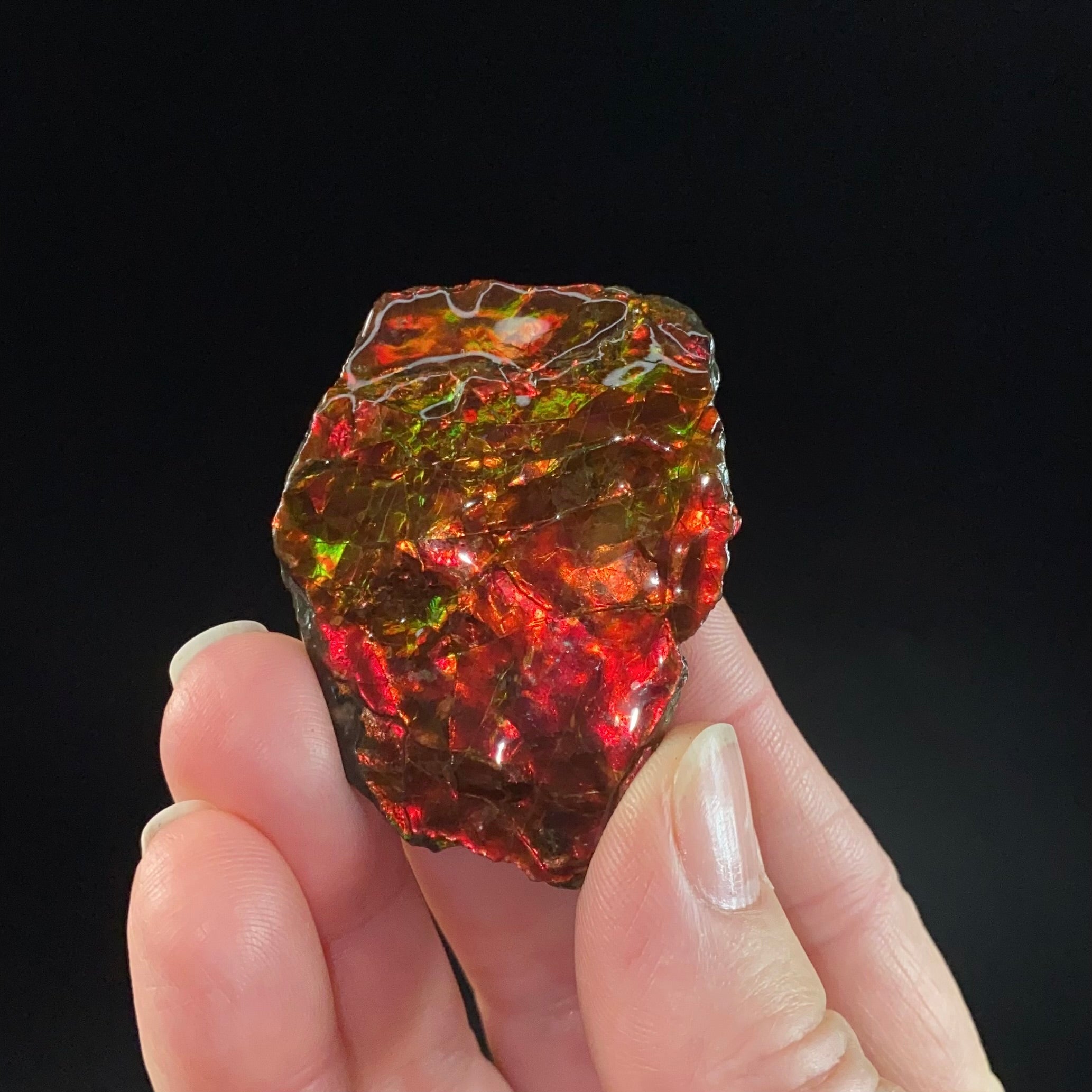 Canadian Korite Ammolite Hand Specimen in Display Box