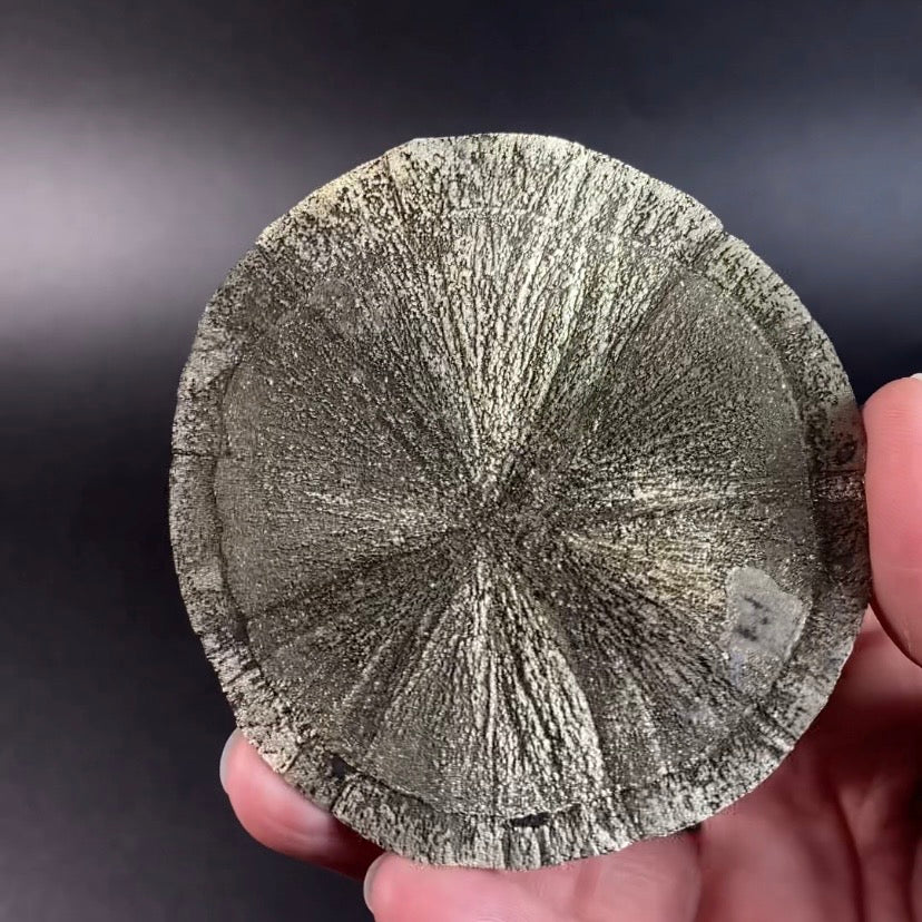 Pyrite Sun Dollar Specimen 350 Million Years Old, Sparta, Illinois
