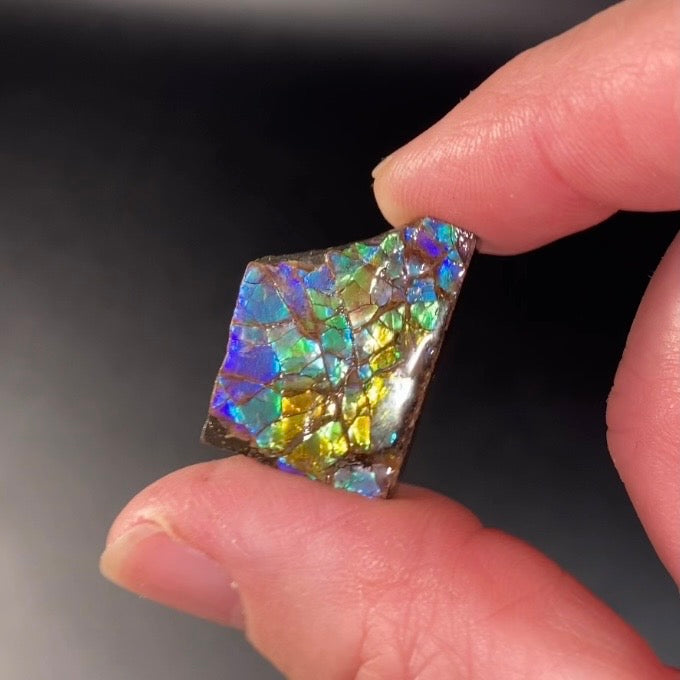 Canadian Korite Ammolite Hand Specimen