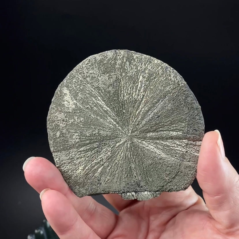 Pyrite Sun Dollar Specimen 350 Million Years Old, Sparta, Illinois